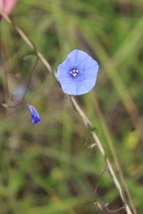 Jacquemontia evolvuloides