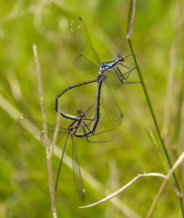 Austroargiolestes alpinus