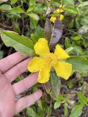 Hibbertia scandens
