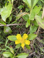 Hibbertia scandens