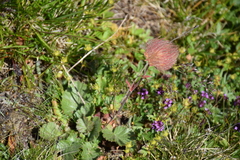 Geum montanum