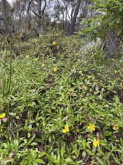Hibbertia scandens