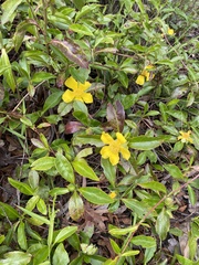 Hibbertia scandens