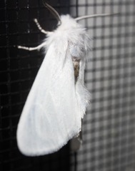 Spilosoma