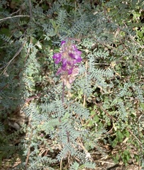Dalea bicolor
