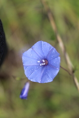 Jacquemontia evolvuloides