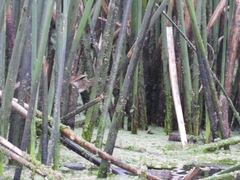 Phleocryptes melanops