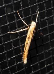Caloptilia
