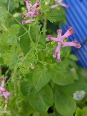 Fumaria