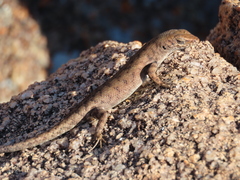 Liburnascincus mundivensis
