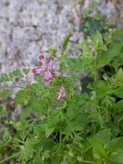 Fumaria