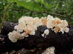 Panellus pusillus