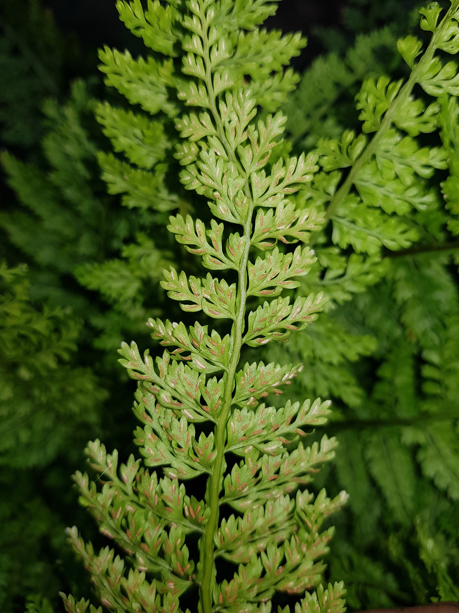 Asplenium cristatum