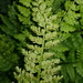 Parsley Spleenwort - Photo (c) nazariocarlos, some rights reserved (CC BY-NC), uploaded by nazariocarlos