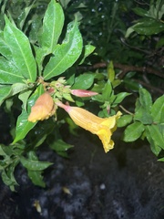 Allamanda cathartica
