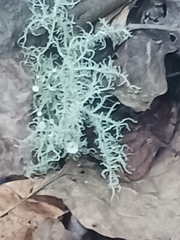Usnea hirta