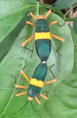 Paryphes