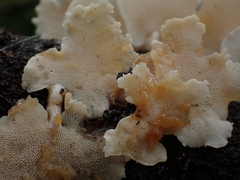 Panellus pusillus
