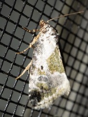 Maliattha synochitis