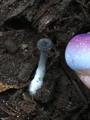 Pseudobaeospora