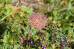 Geum montanum