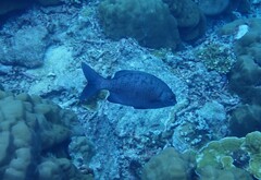 Kyphosus cinerascens