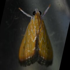 Aethiophysa delicata