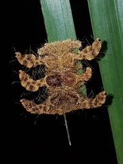 Phobetron hipparchia