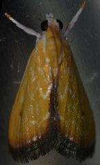 Aethiophysa delicata