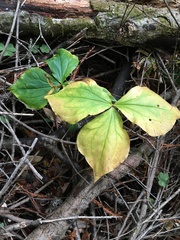 Trillium ovatum