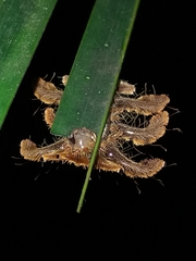 Phobetron hipparchia