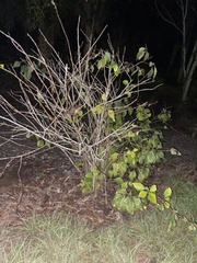 Dalbergia ecastaphyllum