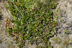 Salix reticulata