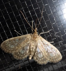 Anania tertialis