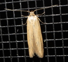 Limnaecia phragmitella