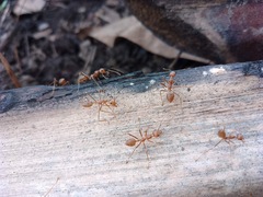 Oecophylla smaragdina