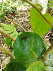 Neocollyris