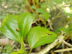 Hemisphaerius