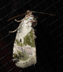 Maliattha synochitis