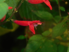 Salvia elegans