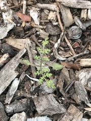Phacelia distans