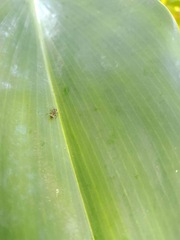 Dolichoderus thoracicus