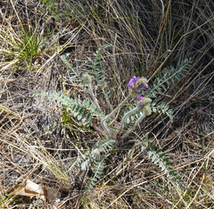 Oxytropis strobilacea