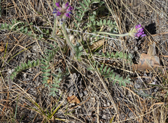 Oxytropis strobilacea