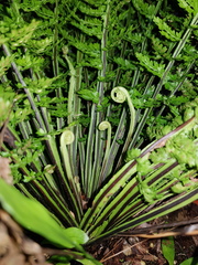 Asplenium cristatum