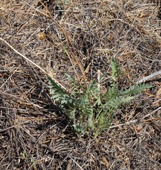 Oxytropis strobilacea