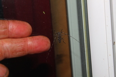 Acanthocinus obsoletus