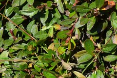 Salix reticulata