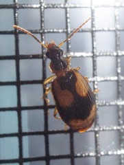Lebia