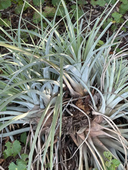 Tillandsia utriculata
